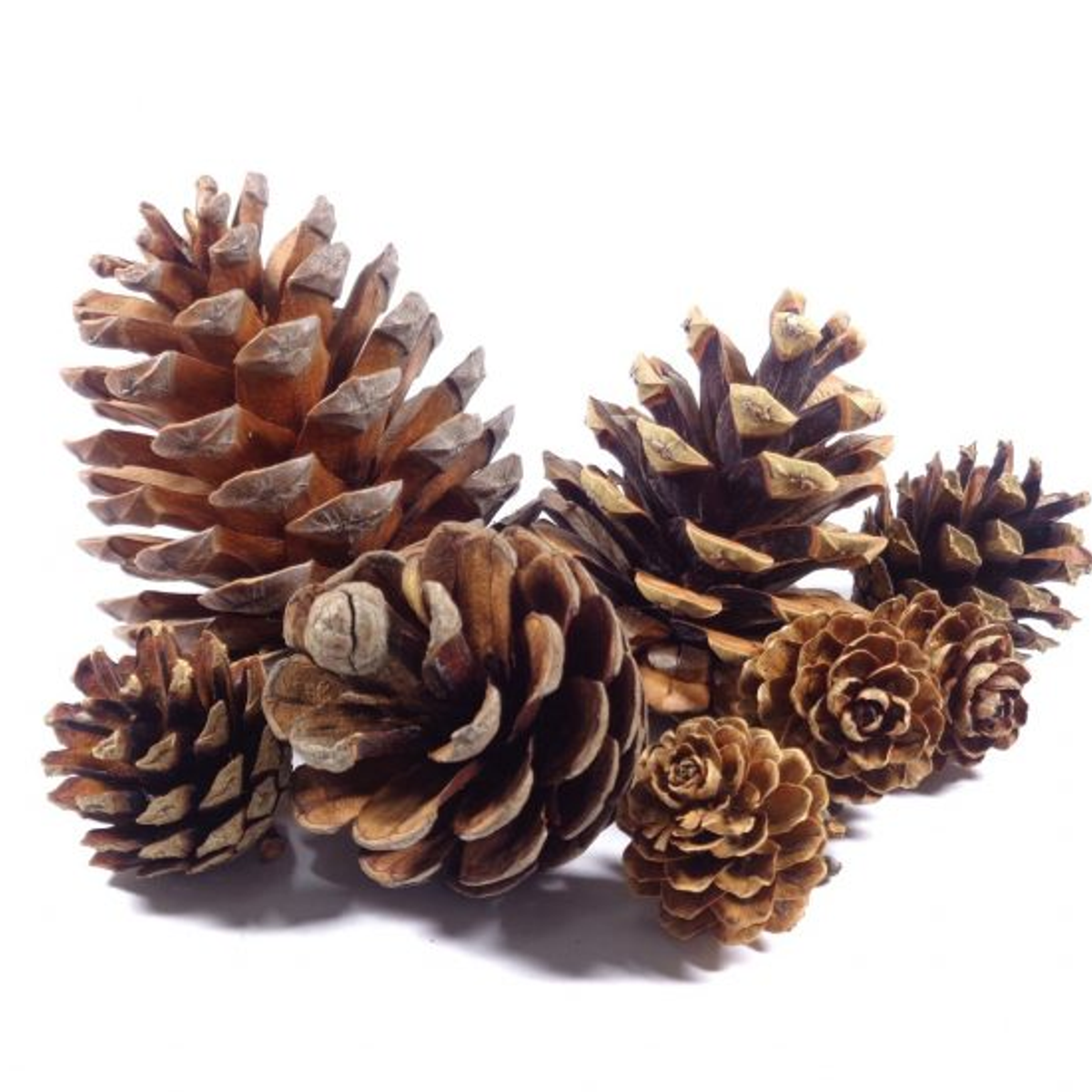 Norske Furu Kongler, 50 stk